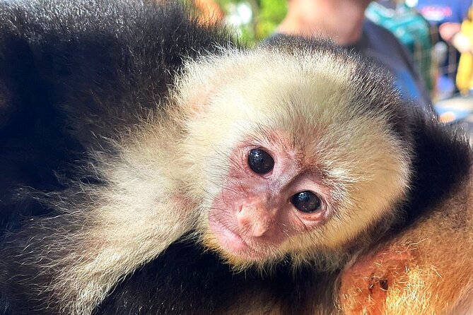 Sloth and Monkey Sanctuary Excursion in Roatan - A Detailed Look at the Roatan Sloth and Monkey Sanctuary Tour