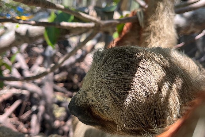 Sloth and Monkey Sanctuary Excursion in Roatan - What Makes This Tour Special?