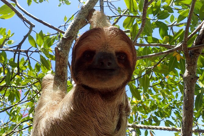 Sloth and Monkey Sanctuary Excursion in Roatan - The Guide and Educational Aspect