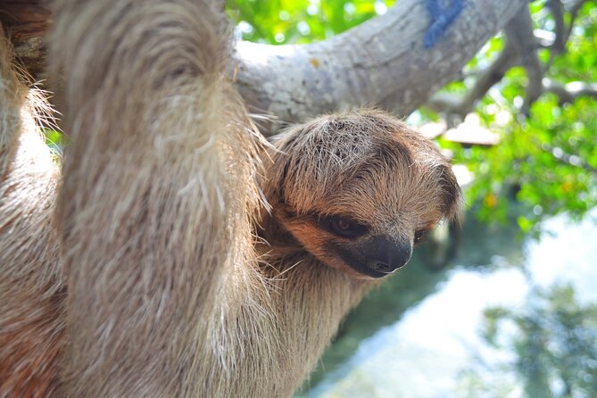 Sloth and Monkey Sanctuary Excursion in Roatan - Who Will Love This Tour?