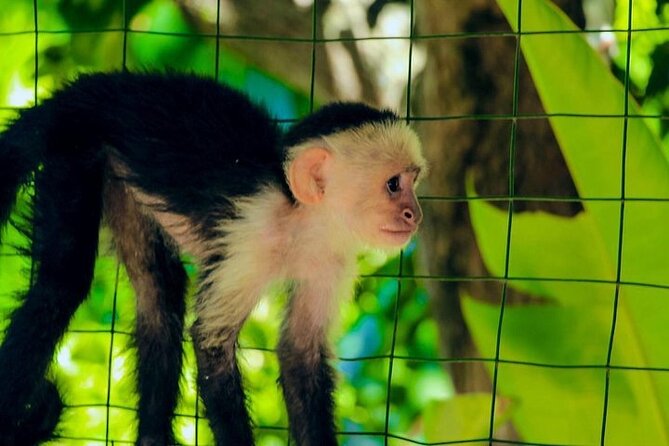 Sloth and Monkey Sanctuary Excursion in Roatan - Final Thoughts