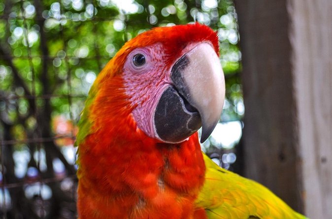 Sloth and Monkey Sanctuary Excursion in Roatan - The Itinerary and Duration