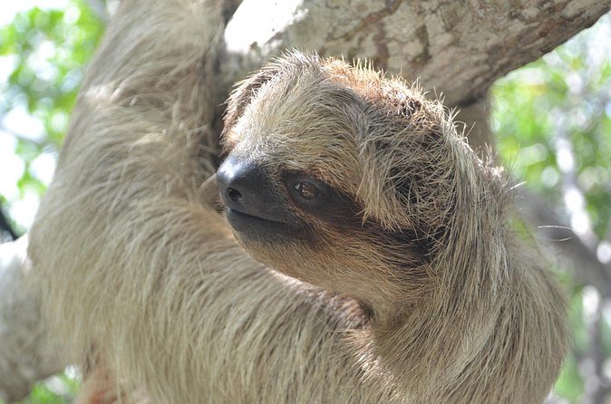 Sloth and Monkey Sanctuary Excursion in Roatan - FAQs