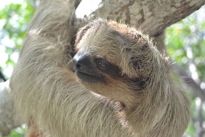 Sloth and Monkey Sanctuary Excursion in Roatan - Key Points