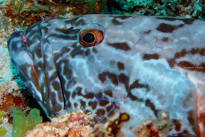 One Tank Dive - What Makes the One Tank Dive Stand Out?