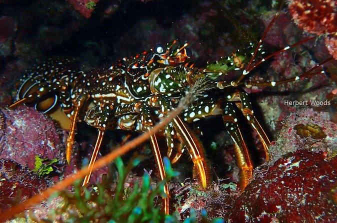 One Tank Dive - The Sum Up