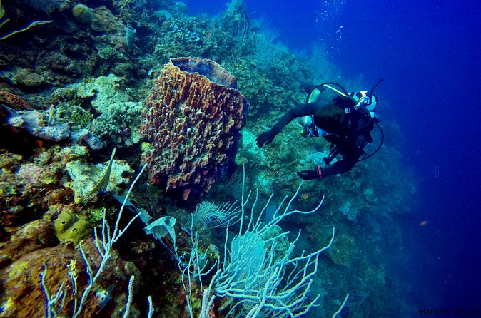 One Tank Dive - Who Should Consider This Tour?