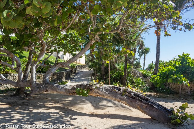 Day Pass @ Paradise Beach + Optional Gumbalimba Animal Sanctuary and/or Zip Line - An In-Depth Look at the Roatan Day Pass Experience