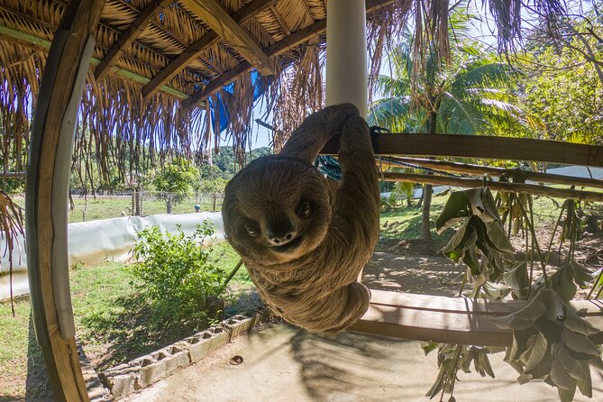 Private Tour to Monkey and Sloth Sanctuary with Optional Add-Ons and Stops - Who Will Love This Tour?