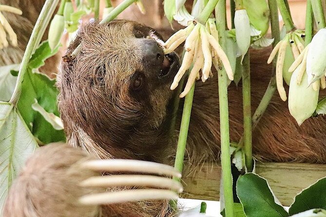 Private Tour to Monkey and Sloth Sanctuary with Optional Add-Ons and Stops - Final Thoughts