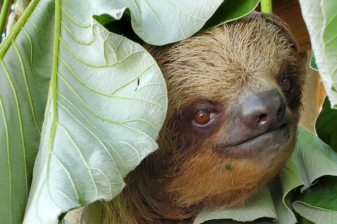 Private Tour to Monkey and Sloth Sanctuary with Optional Add-Ons and Stops - FAQ