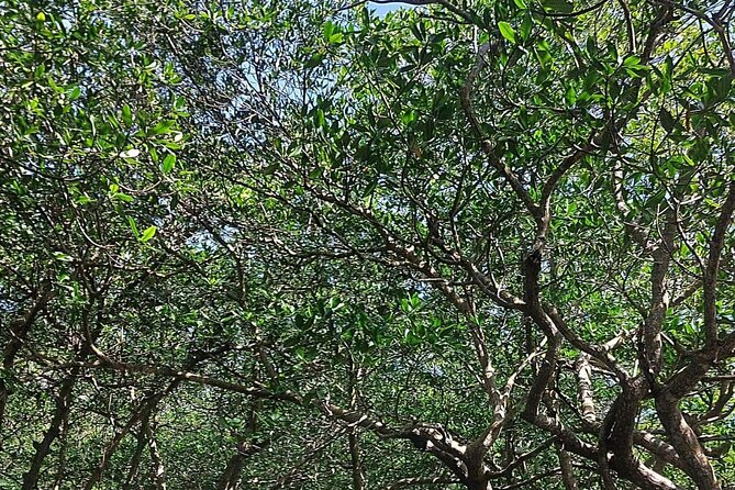 Roatan Tours with Transport - Key Points