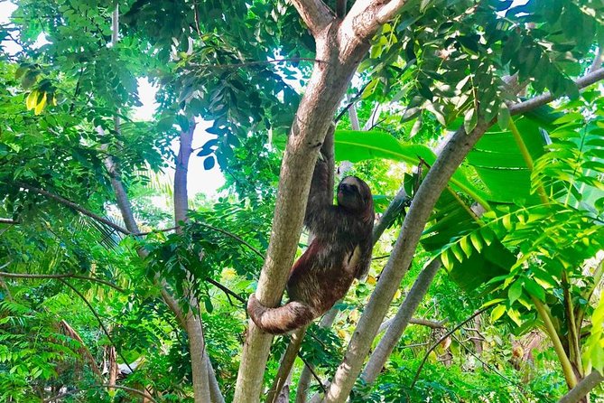 Roatan Zipline ATV Buggy Tour With Sloths Beach - Authentic Feedback From Travelers