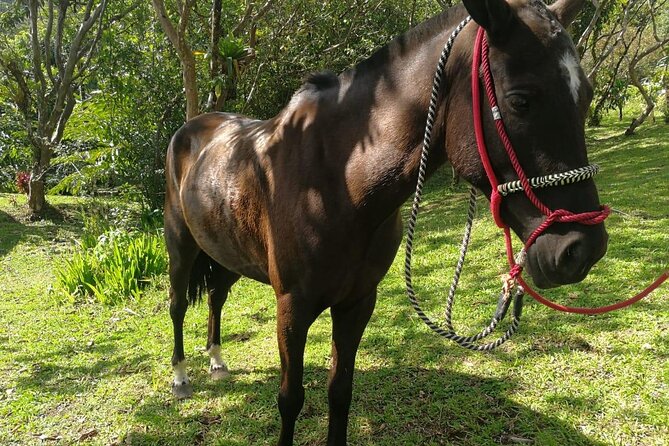 Horseback Riding Tour - Authentic and Relaxed Experience