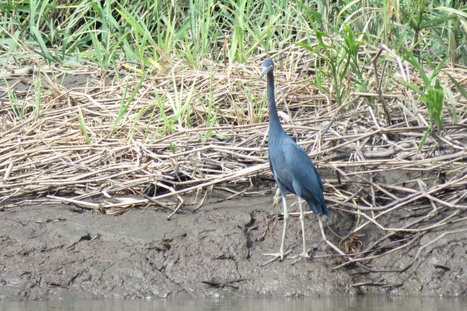 Animal Sightseeing Boat Tour in Palo Verde National Park - What to Expect on the Tour: The Itinerary Breakdown