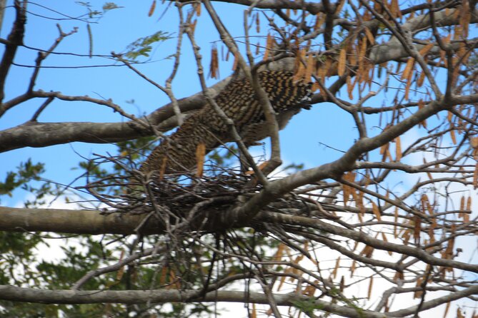 Animal Sightseeing Boat Tour in Palo Verde National Park - Who Will Love This Tour?