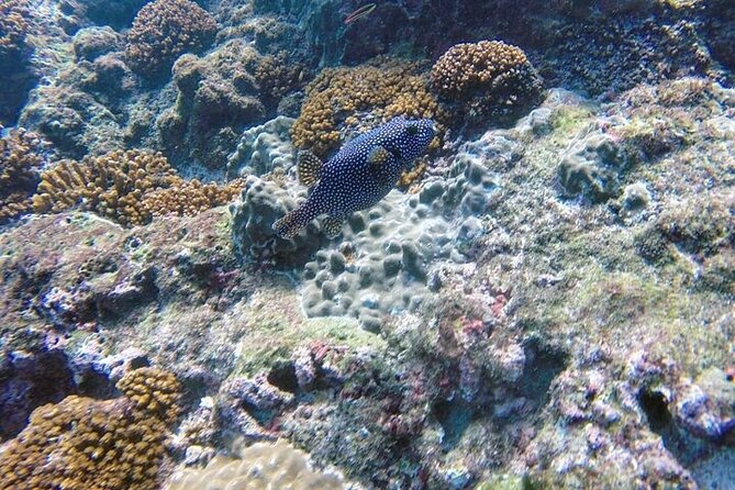 Snorkeling Tour at Caño Island - Final Thoughts