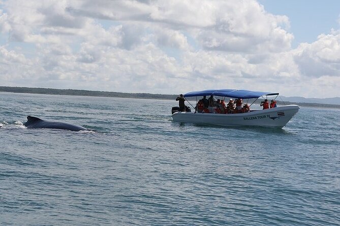 Whale watching Combo Tour Marino Ballena National Park (mid day) - Key Points