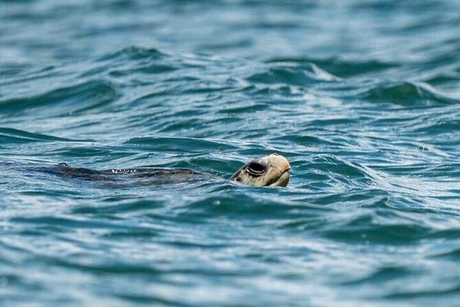 Whale watching Combo Tour Marino Ballena National Park (mid day) - FAQ