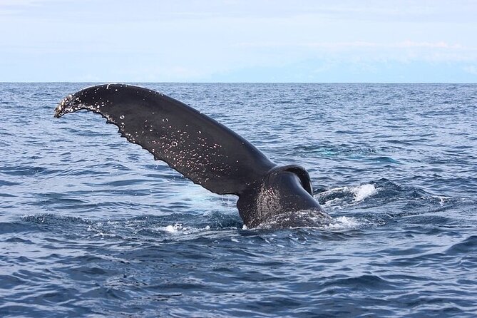 Whale watching Combo Tour Marino Ballena National Park (mid day) - Who Should Book This Tour?