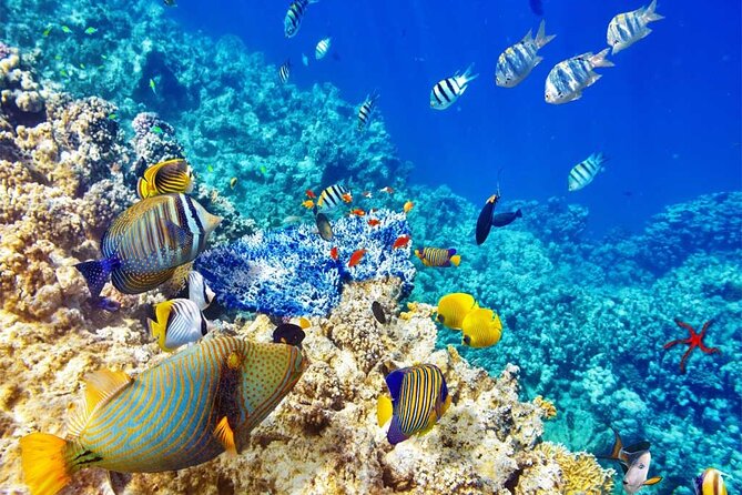 Snorkeling at Caño Island - Key Points