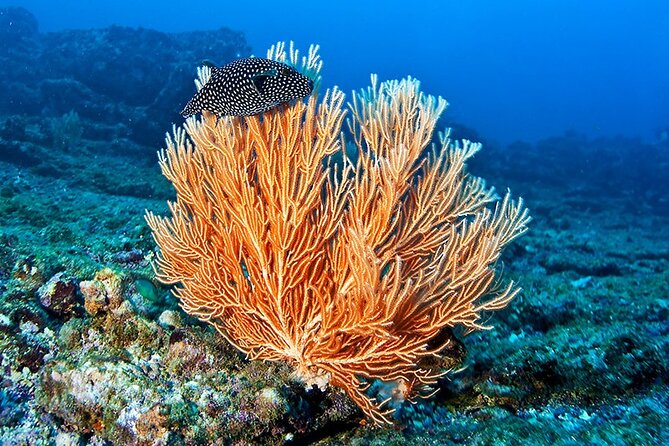Snorkeling at Caño Island - An In-Depth Look at Snorkeling at Caño Island