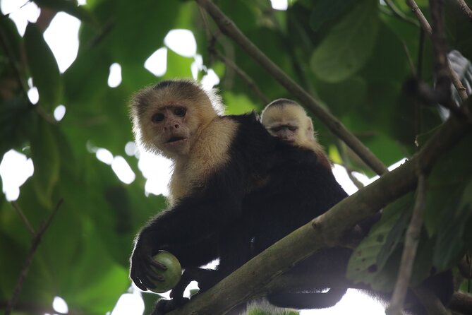 Corcovado National Park Hike San Pedrillo Station - What Makes This Tour Special?