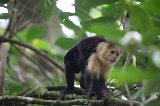 Corcovado National Park Hike San Pedrillo Station - FAQ