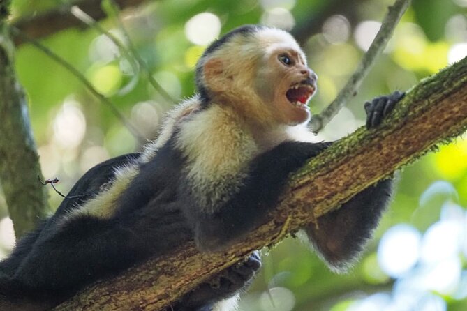 Corcovado National Park Hike San Pedrillo Station - Is This Tour Right for You?