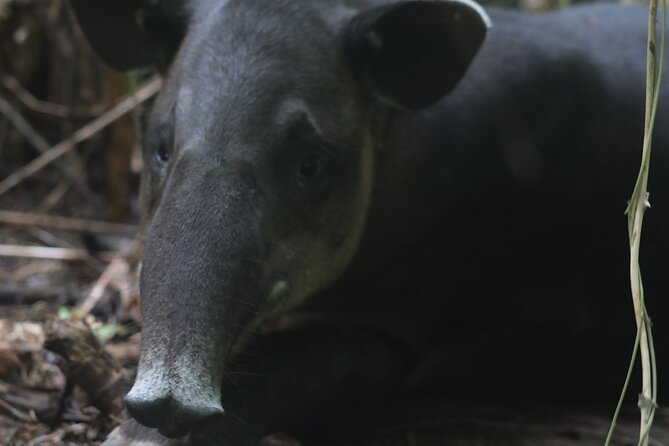Corcovado National Park Hike San Pedrillo Station - The Sum Up