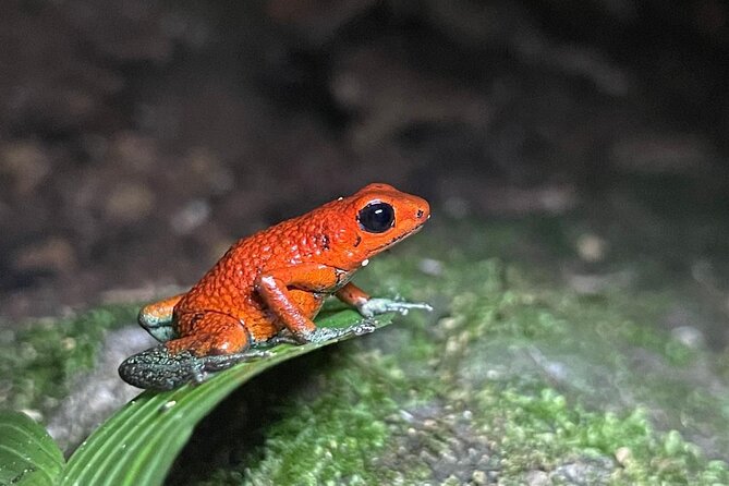 Night tour guided experience Uvita - A Closer Look at the Night Tour Experience