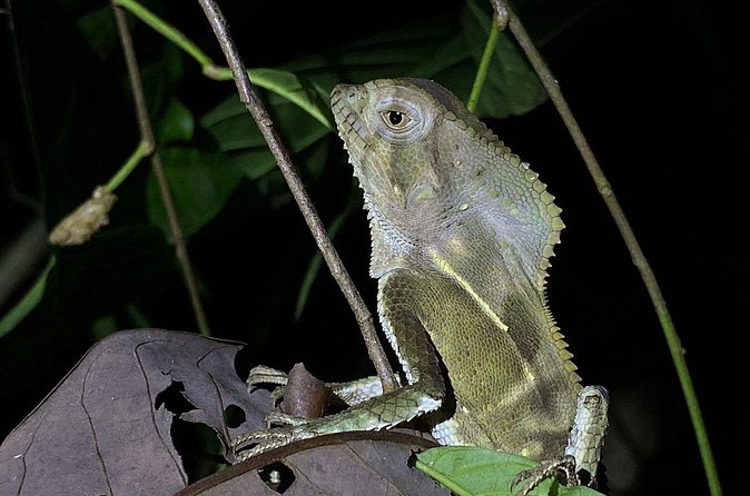 Night tour guided experience Uvita - The Sum Up