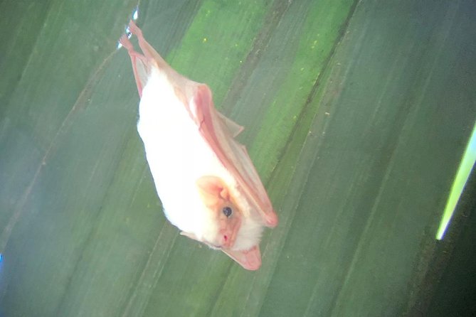 Carara National Park Tour - Who Should Book This Tour?