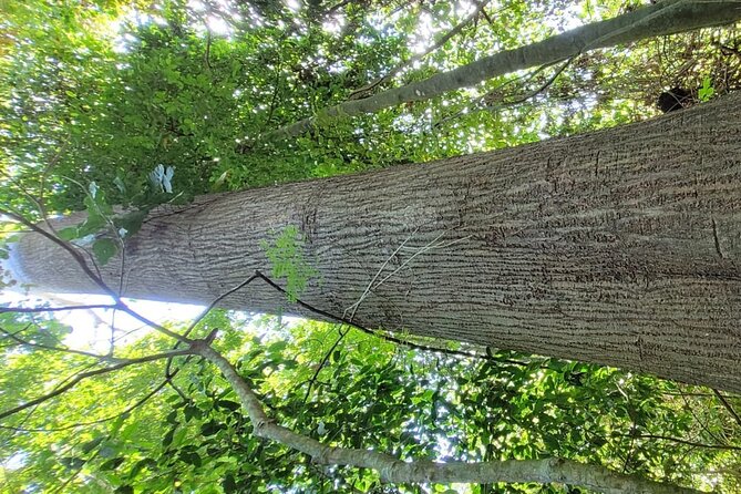 Guided visit to Carara National Park (Ticket included) - Key Points