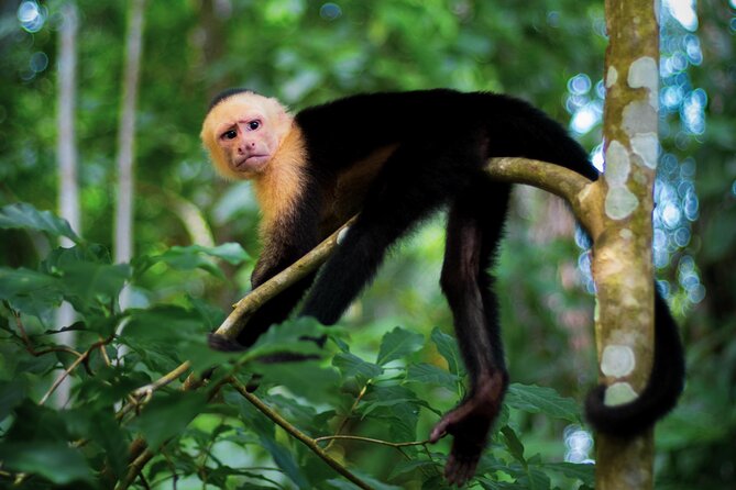 2 HRS Buggy Tour + Waterfalls in Jaco Beach and Los Suenos - Key Points