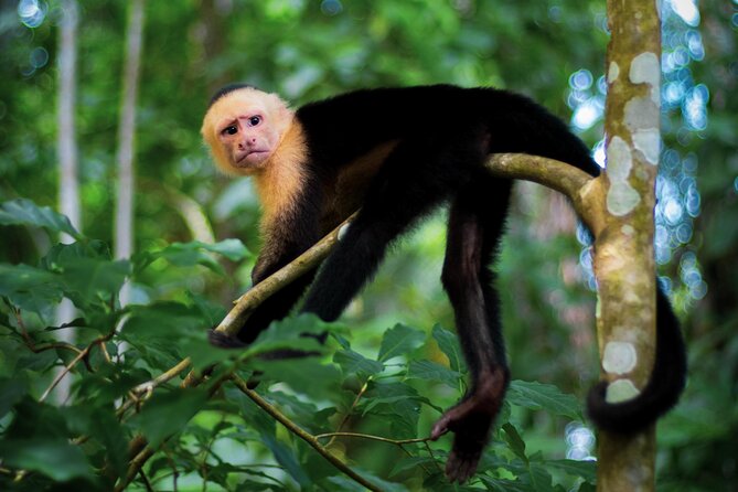 3 Hour Double ATV + Waterfalls & Panoramic Ocean Views - Exploring the Costa Rican Jungle on Double ATVs