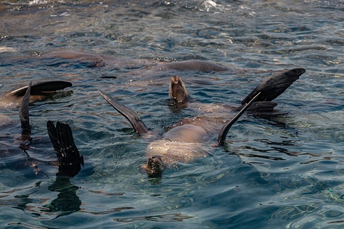 Marine Safari in La Ventana - Who Should Consider This Tour?