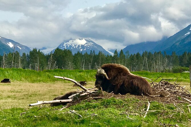 Wilderness and Wine Tasting out of Anchorage - Good To Know