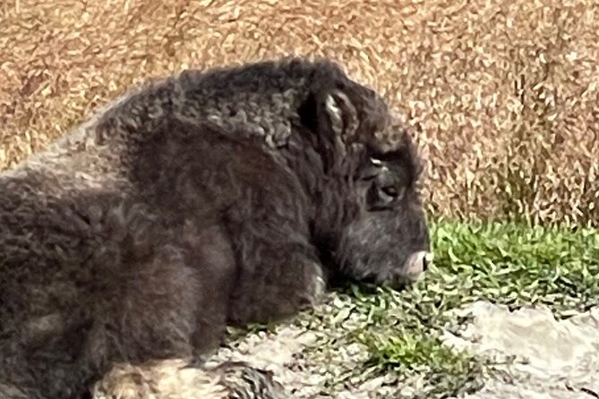 Bears & Beers Tasting Tour out of Anchorage - The Full Scoop on the Tour Experience
