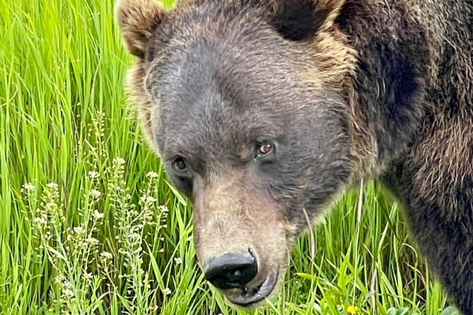 Bears & Beers Tasting Tour out of Anchorage - The Sum Up