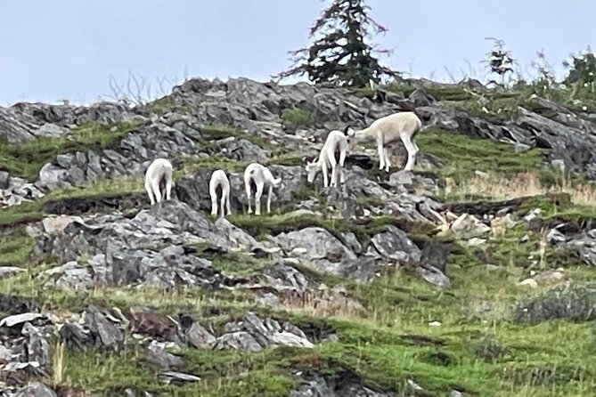 Bears & Beers Tasting Tour out of Anchorage - Frequently Asked Questions