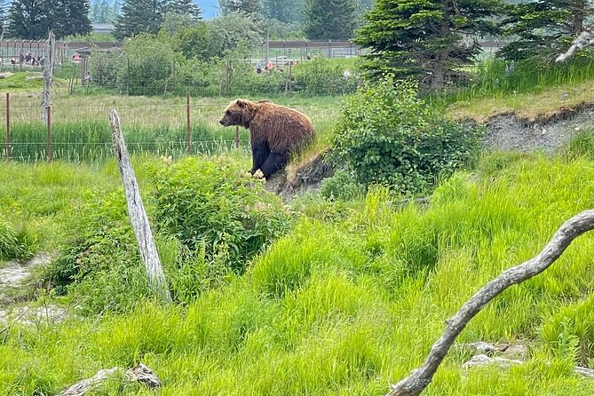 Bears & Beers Tasting Tour out of Anchorage - Good To Know