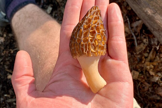 Backcountry Eats & Foraging Treats - Authentic Experiences and Traveler Feedback