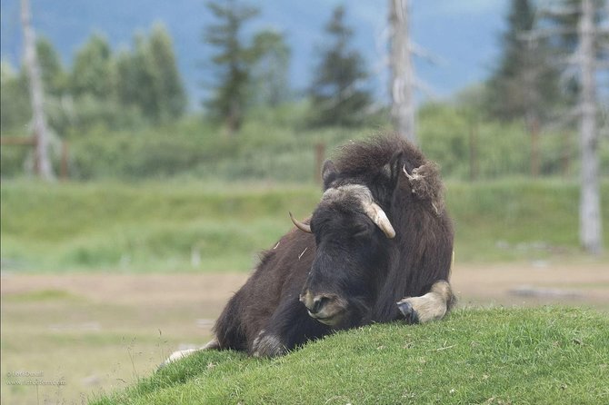 Glaciers and Wildlife: Super Scenic Day Tour from Anchorage - The Practical Side: Transportation, Timing, and Pricing