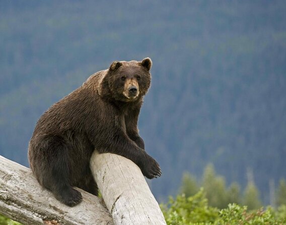 Alaska Wildlife Tour - Alaska Wildlife Tour: An Authentic Wilderness Experience Near Anchorage