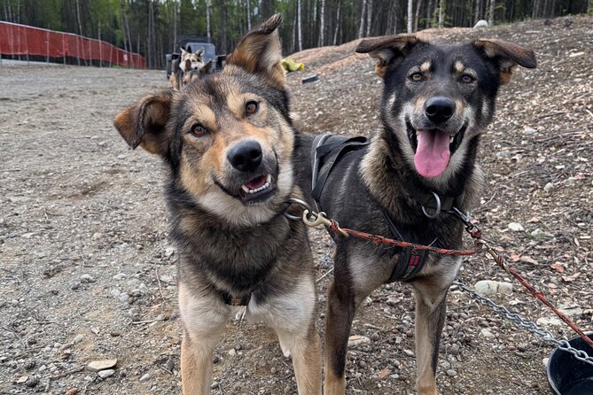 Anchorage's Authentic Dog Sledding Experience - What’s Included and What’s Not