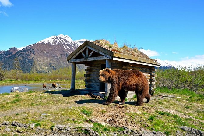 Anchorage to Whittier Cruise Transfer and Private Tour - The Scenic Route from Anchorage to Whittier: What to Expect
