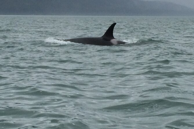 Private Charter Scenic Wildlife Excursion for Cruise Passengers - The Sum Up