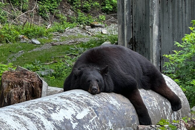 Sitka's Favorite Sites Private Land Tour for 6 (Meal option avail - Key Points