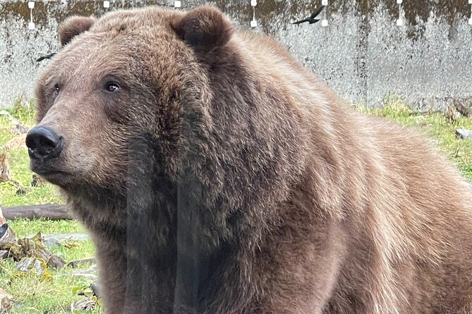 Sitka's Favorite Sites Private Land Tour for 6 (Meal option avail - The Practical Details